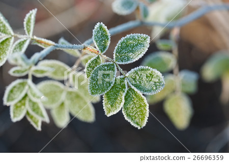 Frozen leaves with frost 26696359