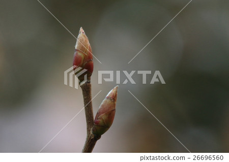 天然植物竹筍 芽芽 帶紅色的芽鱗具有美麗 美麗的紡錘形狀 照片素材 圖片 圖庫