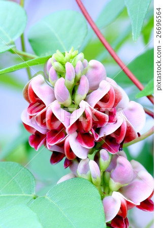 Flower of American potato Flower of American potato 26696564