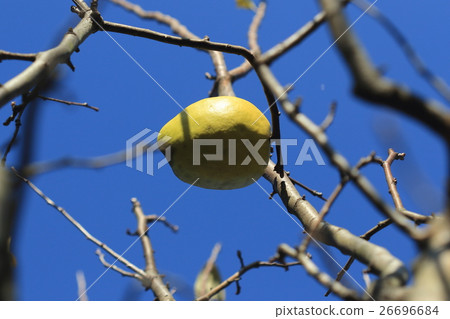 Natural plant Karin, yellow color in the blue sky of winter. The fruit remained in the shrub branches after fallen leaves 26696684