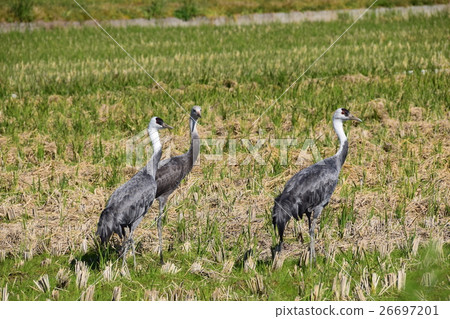 Tsuru no Sato (coexistence with people) Izumi City, Kagoshima Prefecture 26697201