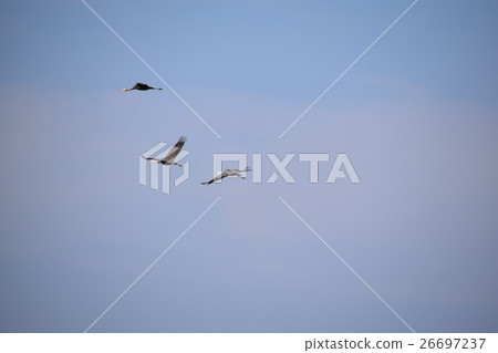 Tsuru no Sato (coexistence with people) Izumi City, Kagoshima Prefecture 26697237