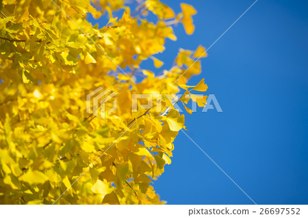 Gingko leaves and blue sky 26697552
