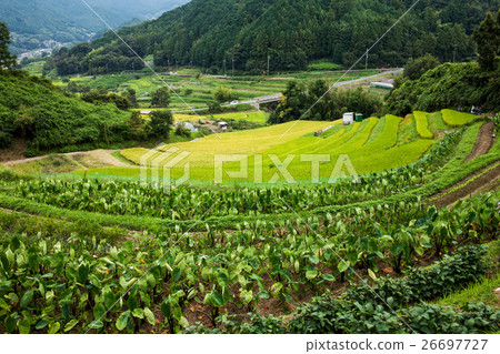Rice terrace of Asuka 26697727