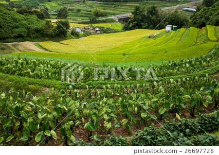 明日香水稻梯田 26697728