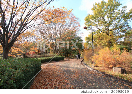 Autumn park Autumn park 26698019