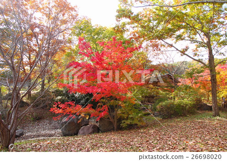 Autumn park maple autumn leaves 26698020
