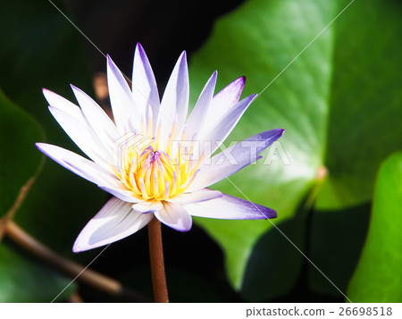Water lily 26698518