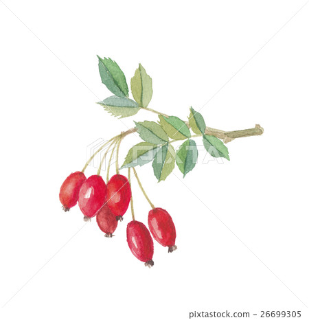 Rose hip 26699305