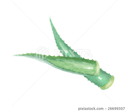 Aloe 26699307