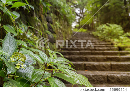 green leaf and stone stairs leading up walkway green leaf and stone stairs leading up walkway 26699324