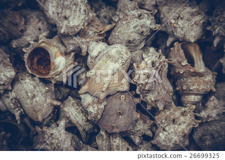 group of japanese topshell (sazae) piled together group of japanese topshell (sazae) piled together 26699325