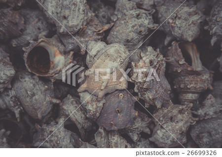 group of japanese topshell (sazae) piled together group of japanese topshell (sazae) piled together 26699326
