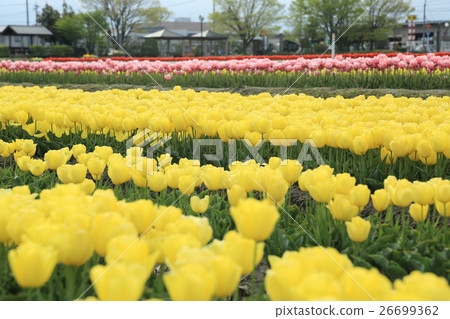 礪波鬱金香公園：鬱金香盛開 26699362