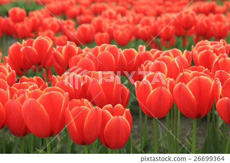 Tonami Tulip Park: Tulips in full bloom 26699364