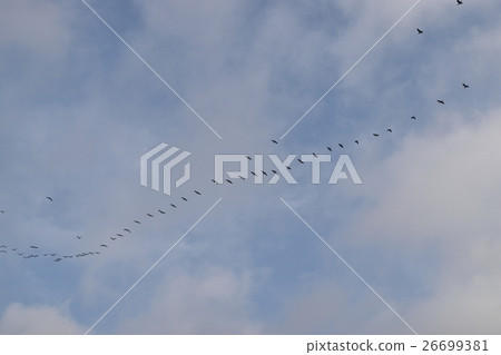 Migratory birds 26699381