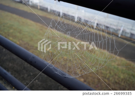 Spider web 26699385