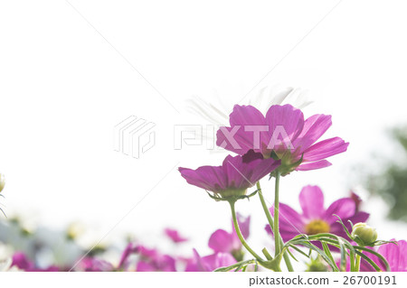 波斯菊 波斯菊 26700191