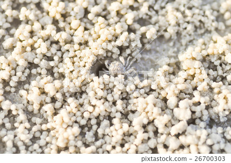 Ghost crab,Ocypode or Ocypodidae Ghost crab,Ocypode or Ocypodidae 26700303