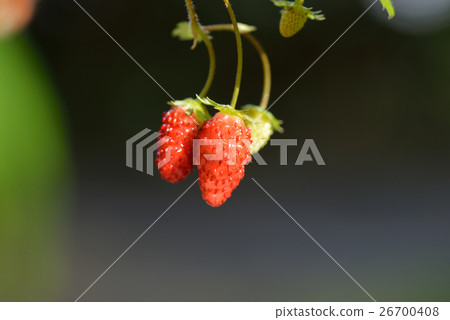 Ezo重草莓 26700408