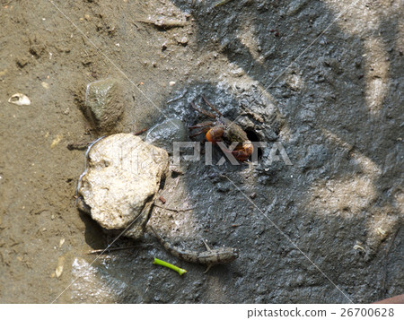 台南 四草 紅樹林 生物 台南 四草 紅樹林 生物 26700628