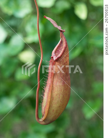 Ugubon Kuzura 26700818