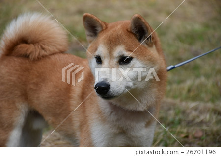 小次郎的散步 小次郎的散步 26701196