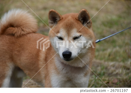 小次郎的散步 小次郎的散步 26701197