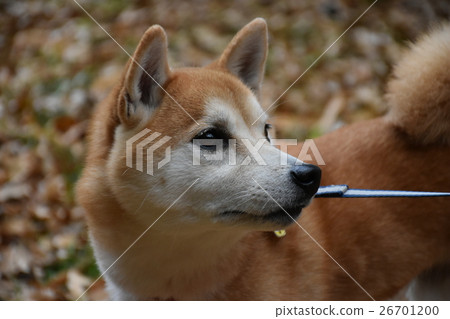 小次郎的散步 小次郎的散步 26701200