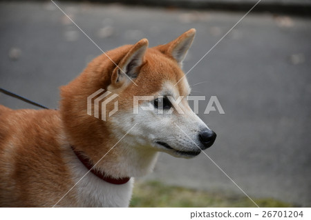 小次郎的散步 26701204