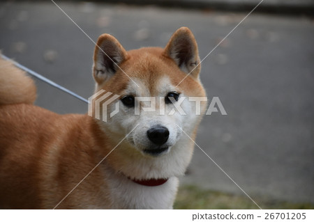 小次郎的散步 小次郎的散步 26701205