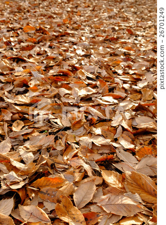 落葉的落葉 26701249