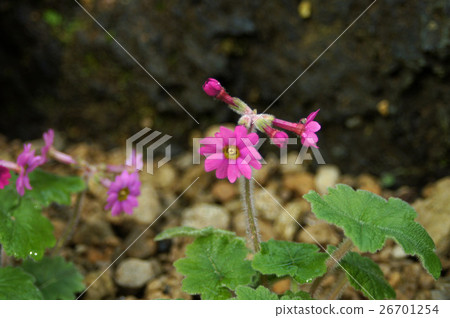Shikoku Cuckoo ow flower Shikoku Cuckoo ow flower 26701254