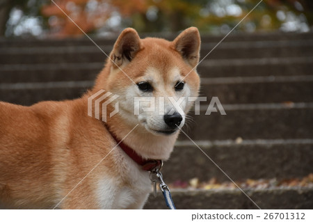 小次郎的散步 小次郎的散步 26701312