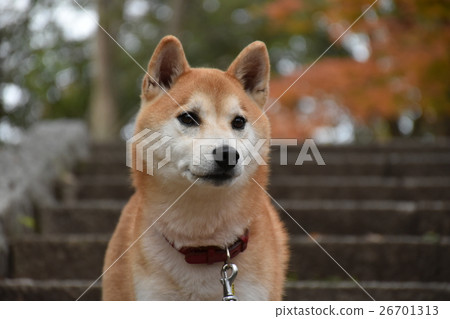 小次郎的散步 小次郎的散步 26701313