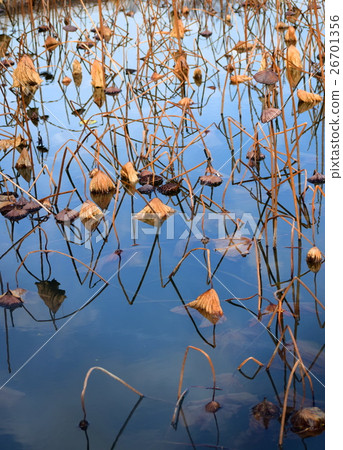 Lotus pond in autumn, landscape in late autumn, reflection 26701356