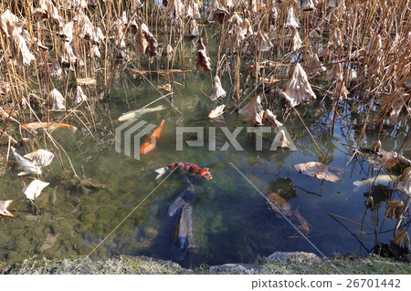 Special scenic spot "Ritsurin Koen" Koi which flocks in Furong swamp of late autumn Special scenic spot "Ritsurin Koen" Koi which flocks in Furong swamp of late autumn 26701442