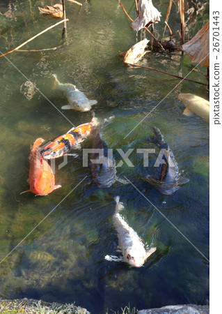 Special scenic spot "Ritsurin Koen" Koi which flocks in Furong swamp of late autumn Special scenic spot "Ritsurin Koen" Koi which flocks in Furong swamp of late autumn 26701443