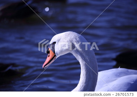 Cobb swan (knot swan / Cygnus olor / Mute Swan) 26701573