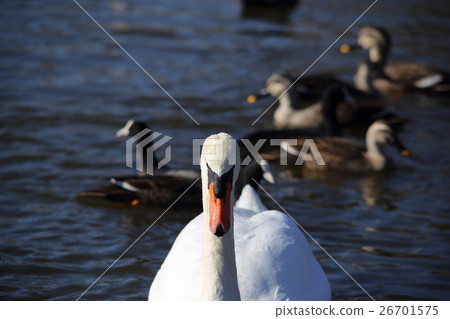 Cobb天鵝（結天鵝/ Cygnus olor / Mute Swan） 26701575