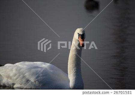 Cobb swan (knot swan / Cygnus olor / Mute Swan) 26701581