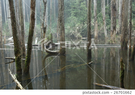 枯竭的木 枯竭的木 26701662