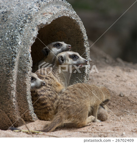 meerkat in zoo meerkat in zoo 26702409