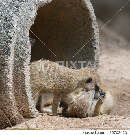 meerkat in zoo meerkat in zoo 26702410