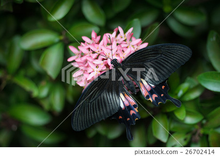 Common Mormon Butterfly  26702414