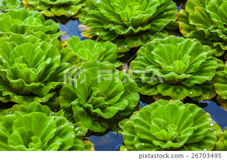 Lotus lilly flower Lotus lilly flower 26703495