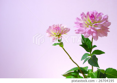 淺粉色大麗花(白色背面) 淺粉色大麗花(白色背面) 26704195