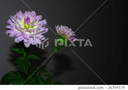 Light pink dahlia (black back) Light pink dahlia (black back) 26704579