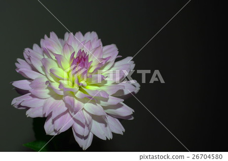 Light pink dahlia (black back) Light pink dahlia (black back) 26704580