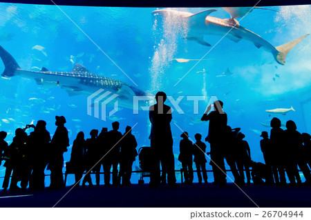 Aquarium 26704944